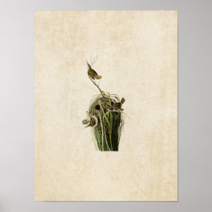 Bord 100 Marsh Wren Vogels van Amerika Poster