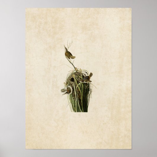 Bord 100 | Marsh Wren | Vogels van Amerika Poster (Voorkant)