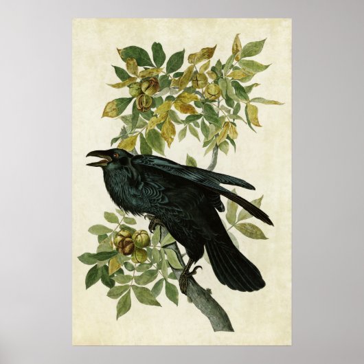 Bord 101 | Raven | Vogels van Amerika Poster (Voorkant)