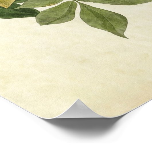 Bord 101 | Raven | Vogels van Amerika Poster (Hoek)