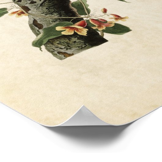 Bord 102 | Blue Jay | Vogels van Amerika Poster (Hoek)