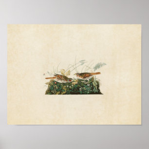 Bord 108% pipe% vos-Gekleurde Mus Vogels van Poster