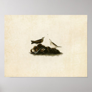 Bord 10   Bruin Titlark   Vogels van Amerika Poster