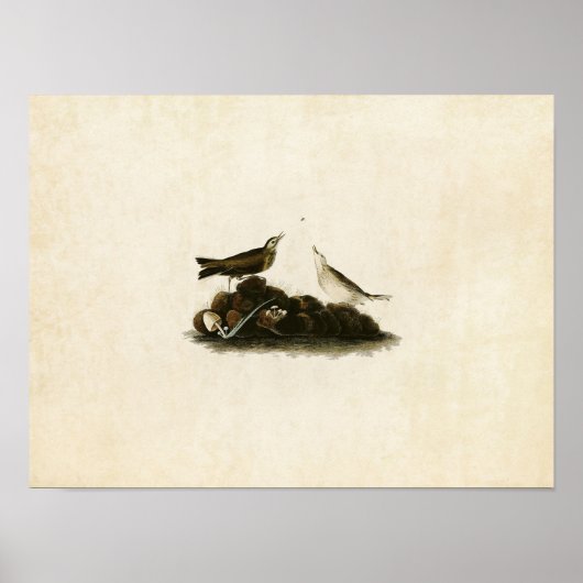 Bord 10 | Bruin Titlark | Vogels van Amerika Poster (Voorkant)