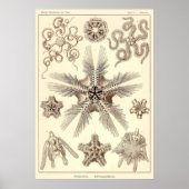 Bord 10 Ophiodea Poster (Voorkant)