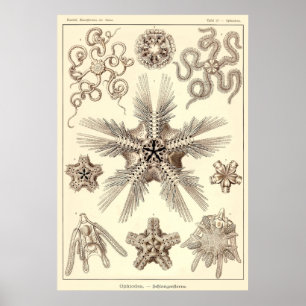 Bord 10 Ophiodea Poster