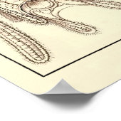 Bord 10 Ophiodea Poster (Hoek)