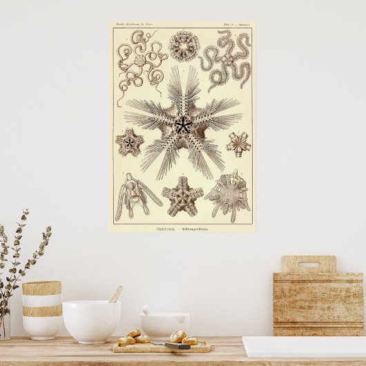 Bord 10 Ophiodea Poster (Keuken)