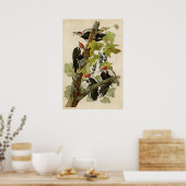 Bord 111 | Pileed Woodpecker | Vogels van Amerika Poster (Keuken)