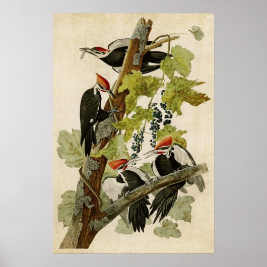 Bord 111 | Pileed Woodpecker | Vogels van Amerika Poster (Voorkant)