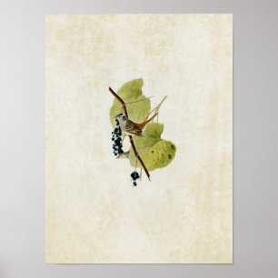 Bord 114   Witte kruid Poster