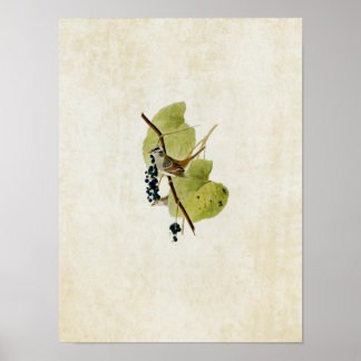 Bord 114 | Witte kruid Poster