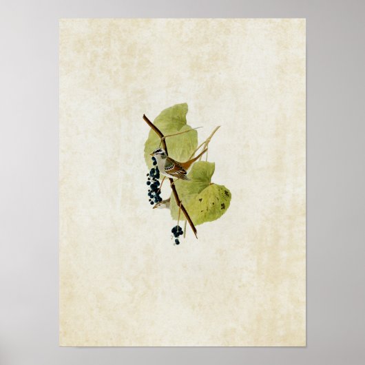 Bord 114 | Witte kruid Poster (Voorkant)