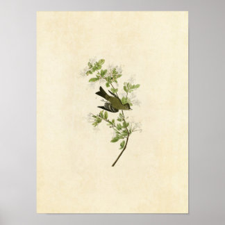 Bord 115 | Hout Pewee | Vogels van Amerika Poster