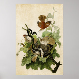 Bord 116 | Gruitbruin | Vogels van Amerika Poster