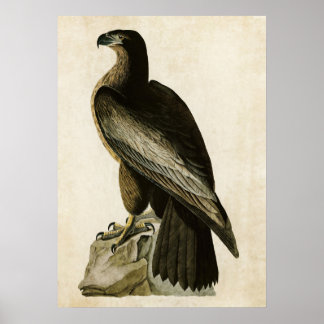 Bord 11 | Vogel van Washington | Vogels van Amerik Poster
