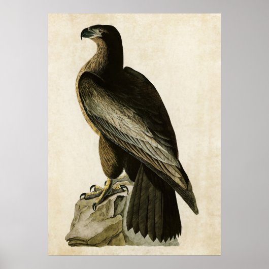 Bord 11 | Vogel van Washington | Vogels van Amerik Poster (Voorkant)