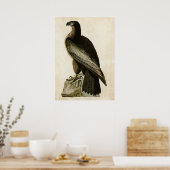 Bord 11 | Vogel van Washington | Vogels van Amerik Poster (Keuken)