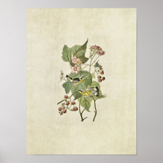 Bord 123 | Zwarte en gele Warblers Poster