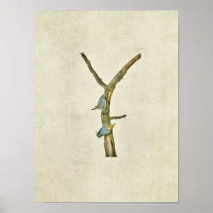 Bord 125   Bruin-gezoogde Nuthatch Poster