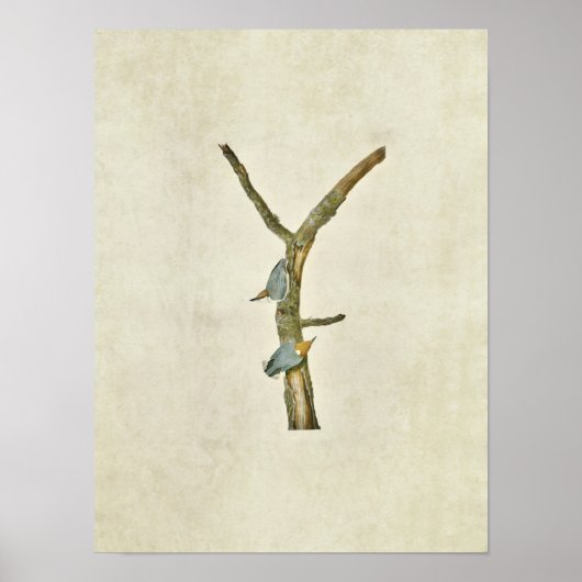 Bord 125 | Bruin-gezoogde Nuthatch Poster (Voorkant)