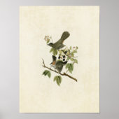 Bord 128 | Catbird | Vogels van Amerika Poster (Voorkant)