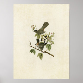 Bord 128 | Catbird | Vogels van Amerika Poster