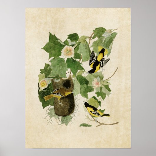 Bord 12 | Baltimore Oriole | Vogels van Amerika Poster (Voorkant)