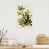 Bord 131 | Amerikaanse Robin | Vogels van Amerika Poster (Keuken)