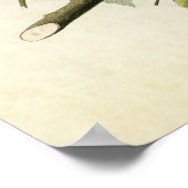 Bord 131 | Amerikaanse Robin | Vogels van Amerika Poster (Hoek)