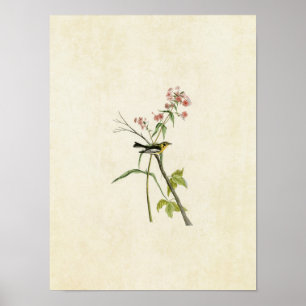 Bord 135   Blackburnian Warbler Poster