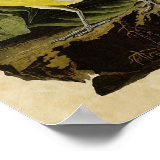 Bord 136 | Meadow Lark | Vogels van Amerika Poster (Hoek)