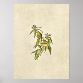 Bord 138 | Connecticut Warbler | Vogels van Amerik Poster