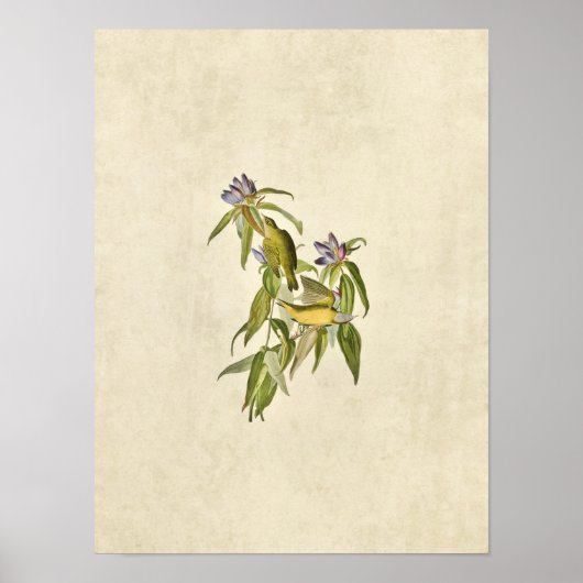 Bord 138 | Connecticut Warbler | Vogels van Amerik Poster (Voorkant)