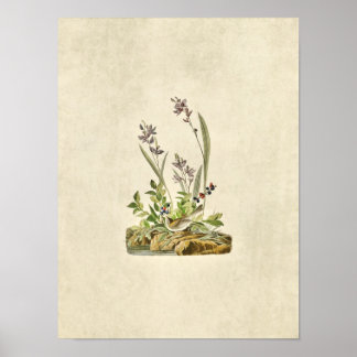 Bord 139 | Veldreserve | Vogels van Amerika Poster