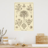 Bord 13 Flagellata Poster (Keuken)