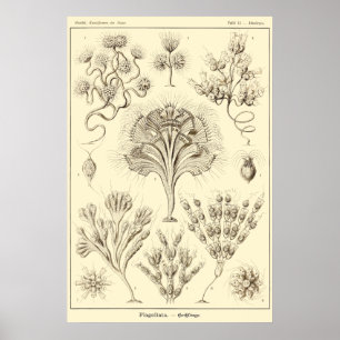 Bord 13 Flagellata Poster