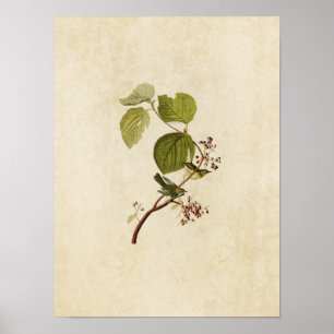 Bord 148 Pine Swamp Warbler Vogels van Amerika Poster