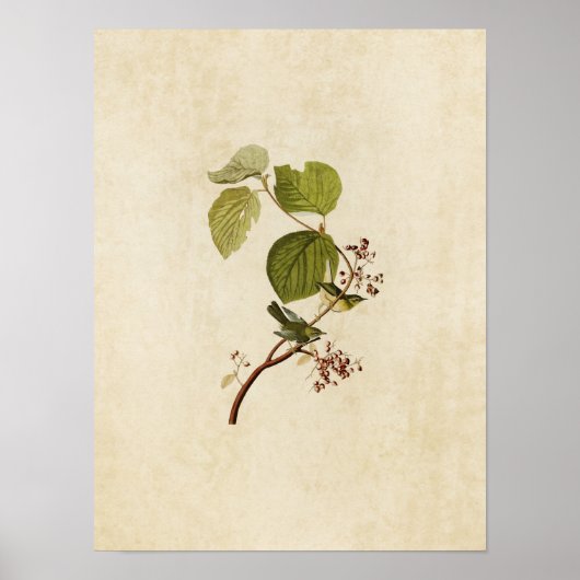 Bord 148 | Pine Swamp Warbler | Vogels van Amerika Poster (Voorkant)