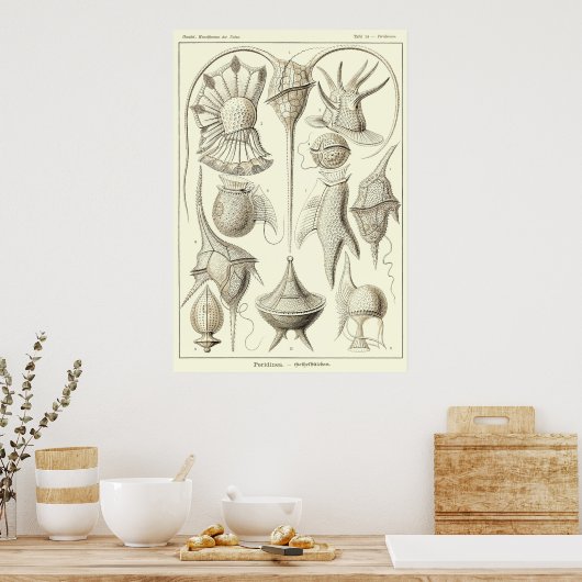 Bord 14 Peridinea Poster (Keuken)