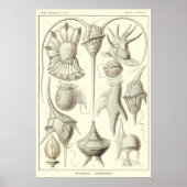 Bord 14 Peridinea Poster (Voorkant)