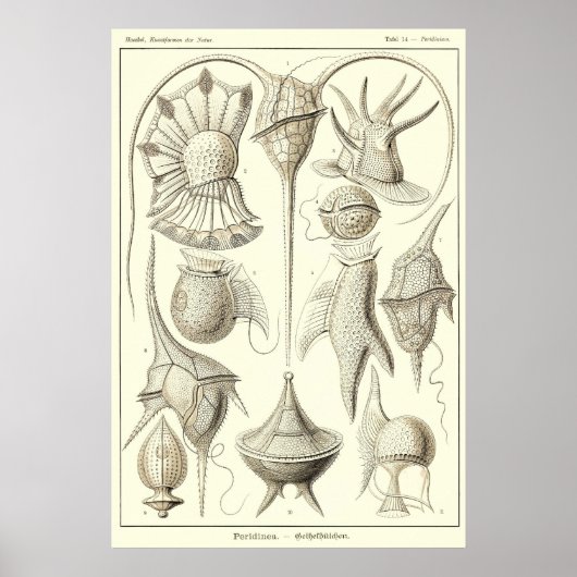 Bord 14 Peridinea Poster (Voorkant)