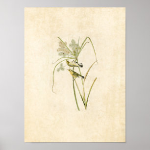 Bord 14   Prairie Warbler   Vogels van Amerika Poster