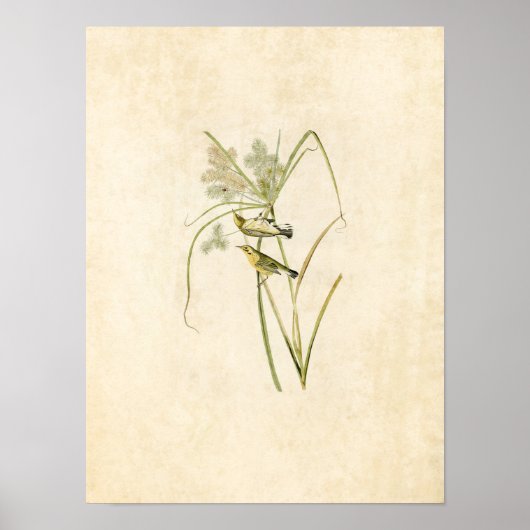Bord 14 | Prairie Warbler | Vogels van Amerika Poster (Voorkant)