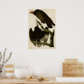 Bord 151 | Turkije Buzzard | Vogels van Amerika Poster (Keuken)