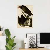 Bord 151 | Turkije Buzzard | Vogels van Amerika Poster (Thuiskantoor)