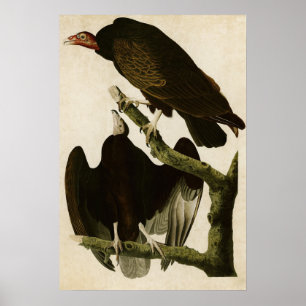 Bord 151   Turkije Buzzard   Vogels van Amerika Poster