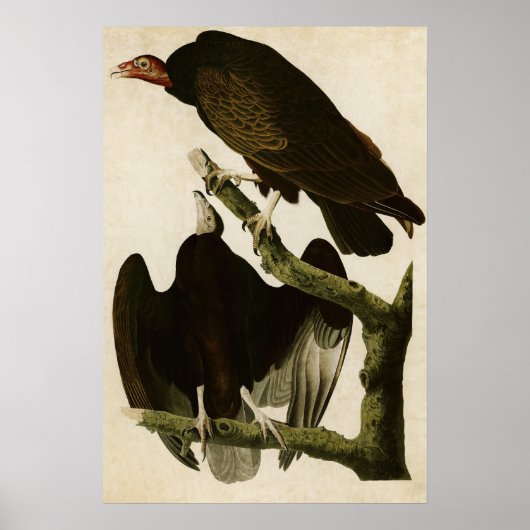 Bord 151 | Turkije Buzzard | Vogels van Amerika Poster (Voorkant)