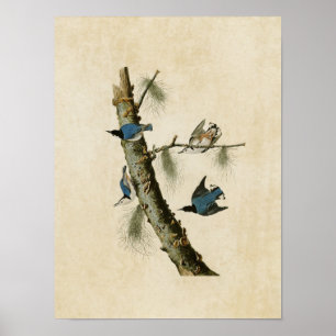 Bord 152   Donkere knollen met witte breuk Poster