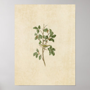 Bord 154   Tennessee Warbler   Vogels van Amerika Poster